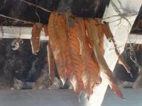 Photo by Opino Gomango