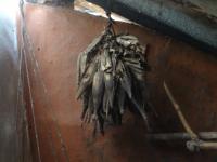 Photo by Opino Gomango