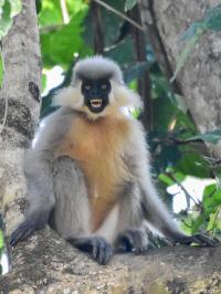 Trachypithecus pileatus https://www.inaturalist.org/observations/8397959