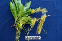 Finschia chloroxantha