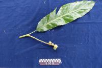This is the female type of 5037. Leaf is used to cover the top ridge of a roof on a house. Lasts 5 or more years. Women use the leaf for grass skirts. Take leaves, twist, tie in a line, dry in sun and then use to make skirt. Leaves have a nice fragrance.