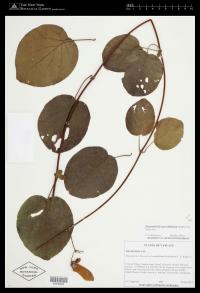 Stigmaphyllon grandifolium