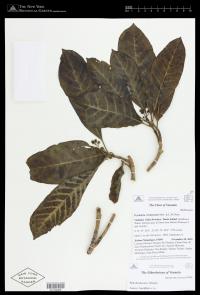 Psychotria trichostoma