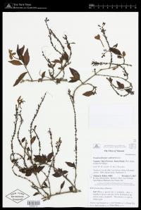 Pseuderanthemum aubertii