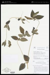 Synedrella nodiflora