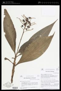 Pollia secundiflora