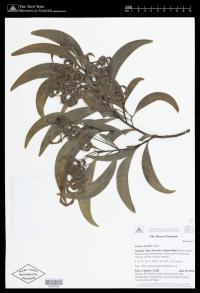 Acacia spirorbis