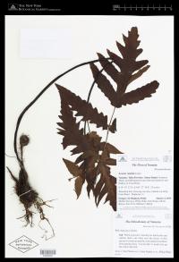 Tectaria latifolia