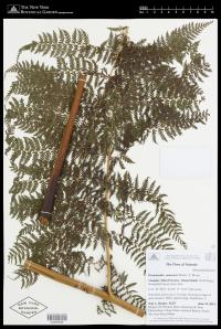 Dennstaedtia samoensis