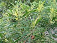 Acacia spirobis