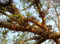 Ficus scabra