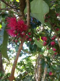 Syzygium malaccanse