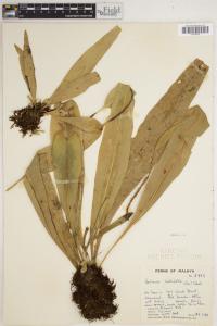 Belvisia callifolia