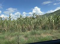 Bia'py gizh biz gel.