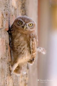 Photo by siamakderafshi / iNaturalist, License: CC-BY-NC