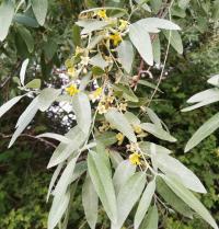 Elaeagnus angustifolia