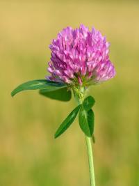 Trifolium