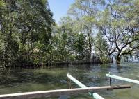 k.o. small mangrove tree