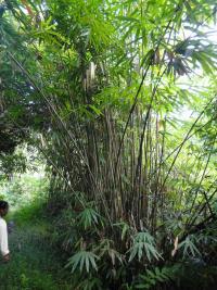 k.o. small bamboo