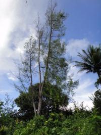 k.o. tree (beach casuarina/she-oak)