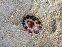 k.o. sea shell