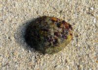 k.o. small clam