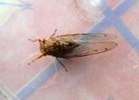 cricket; cicada