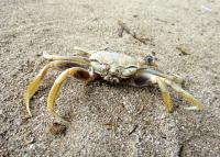 land crab