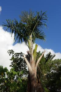 The leaves of this palm are used for thatch. Split trunks for house walls. Middle fiber of pinnae for broom. Seed is carved – handcrafts.