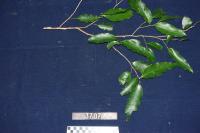 The small straight stems of this plant are used for fishing spears and the larger poles for rafters.