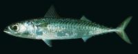 Scomber japonicus http://fishbase.org/summary/Scomber-japonicus.html