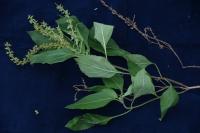 Leaves used in cooking to flavor soup. To cure sore known as "yaush" that is the size of a 50 vatu coin or larger,  take 2-3 branches, collect leaves, put in pot, and warm. Wash the sore 3x day wash for 1-2 weeks. This disease is caused by flies and mosquitos. Yaush is the English name. Mosquito or fly bites the person, passes worm similar to filariasis, then a boil erupts and scratch it becomes big sore. Dry leaves and flowers, put in tin, and light it up to keep mosquitoes away. The smoke from this burning plant chases away mosquitoes like a coil.