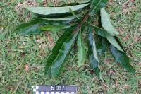 Very poison sap and leaves. When in fruit the fruit bat eat this and can’t fly well so fall down and can be harvested.