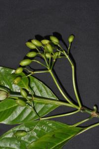 Psychotria milnei