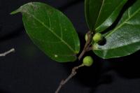 1. Ripe fruits are edible. 2. Young leaves are eaten raw.