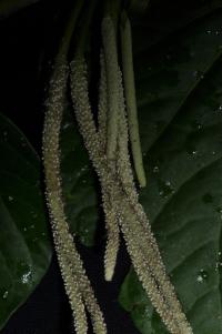 1. Known as the spirit of kava, the inner stem of young leaves can be eaten as bush fodder.