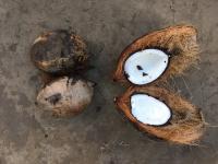 A ripe nut, dry and brown on outside, with developed flesh which falls from the tree, not good for eating but used for pressing coconut oil