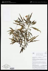 Pseuderanthemum longifolium