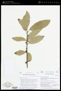 Ficus adenosperma