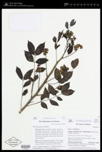 Cassia occidentalis