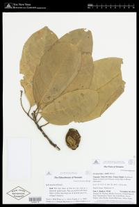 Corynocarpus similis