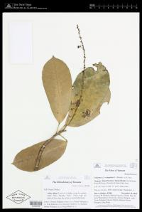 Codiaeum cf. variegatum