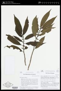 Procris pedunculata