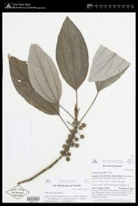 Leucosyke australis