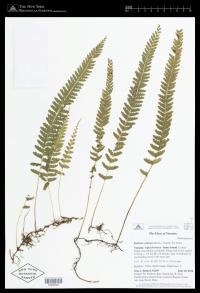 Lindsaea pulchra