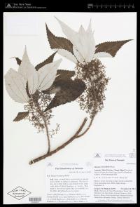 Maoutia diversifolia