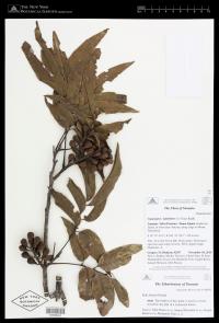 Cupaniopsis leptobotrys