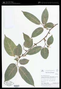 Ficus kajewskii