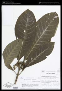 Psychotria trichostoma