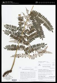 Lomagramma polyphylla